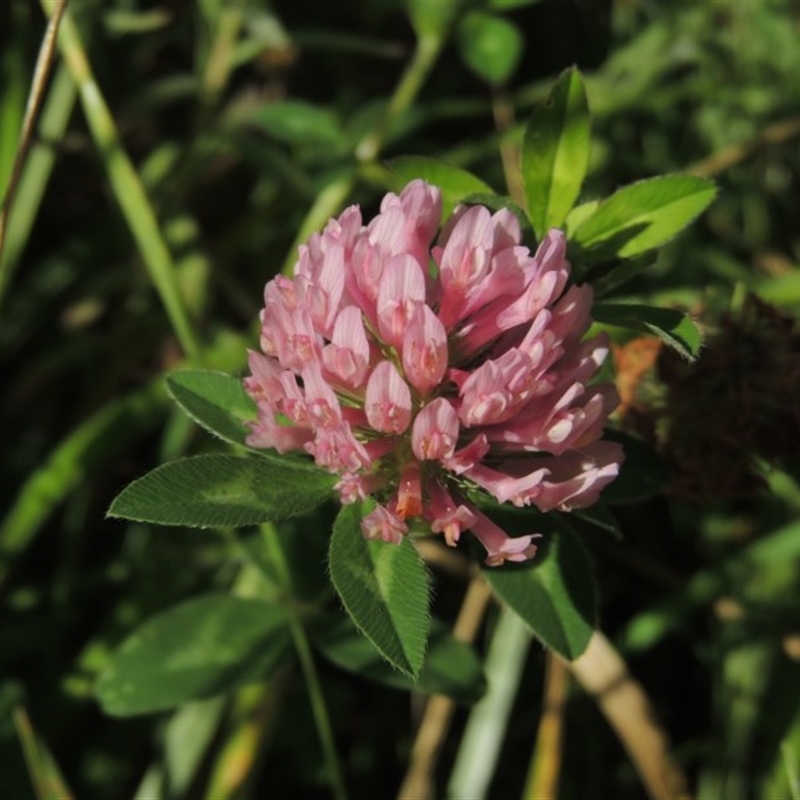 Trifolium fragiferum