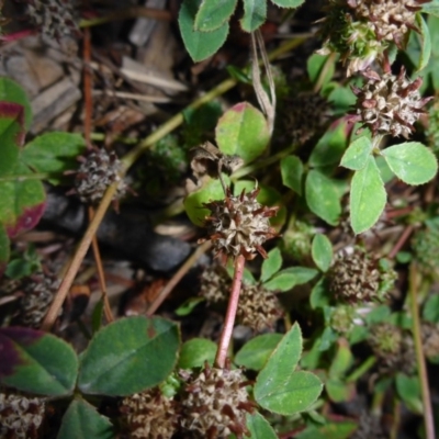 Trifolium glomeratum