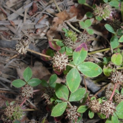 Trifolium glomeratum