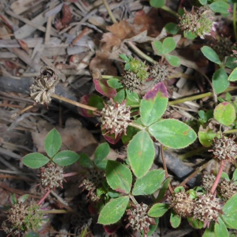 Trifolium glomeratum