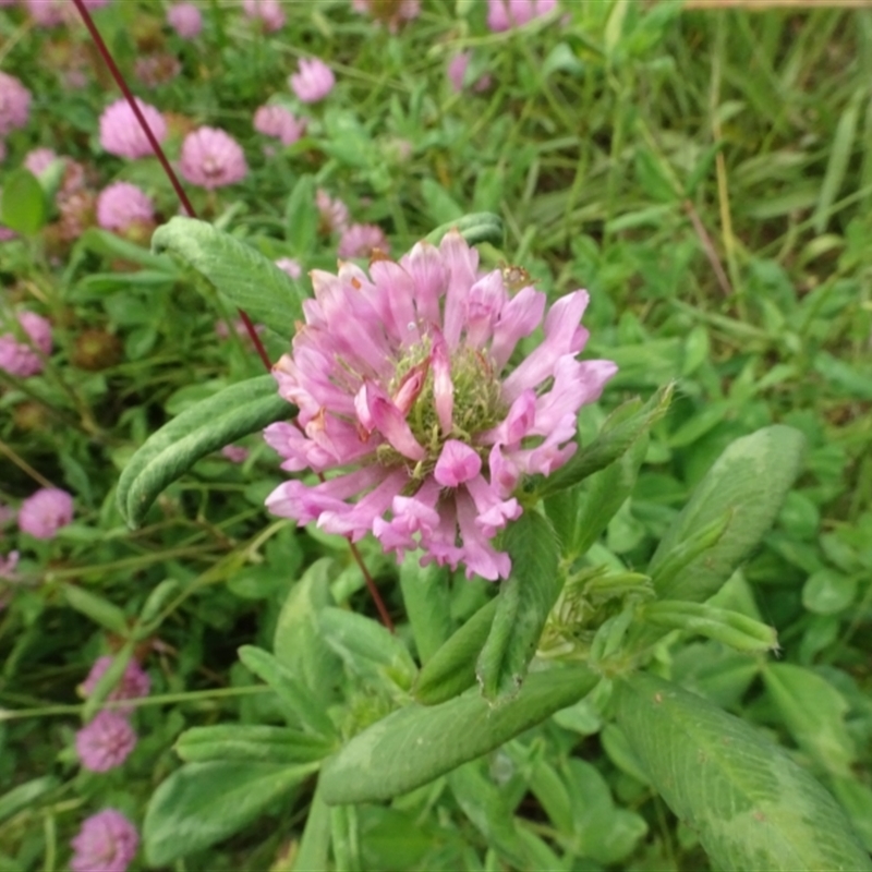 Trifolium hirtum