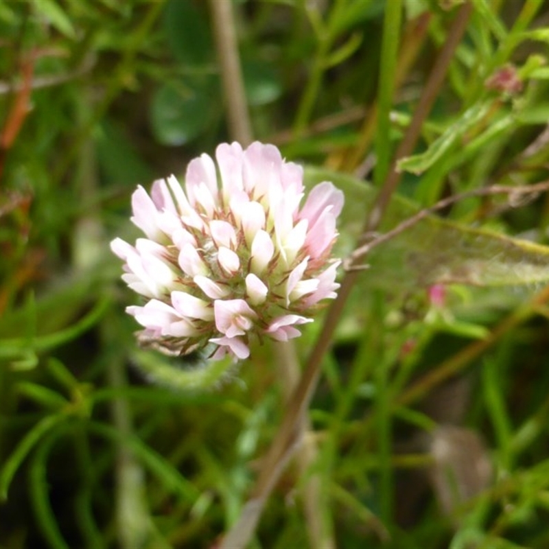 Trifolium pratense