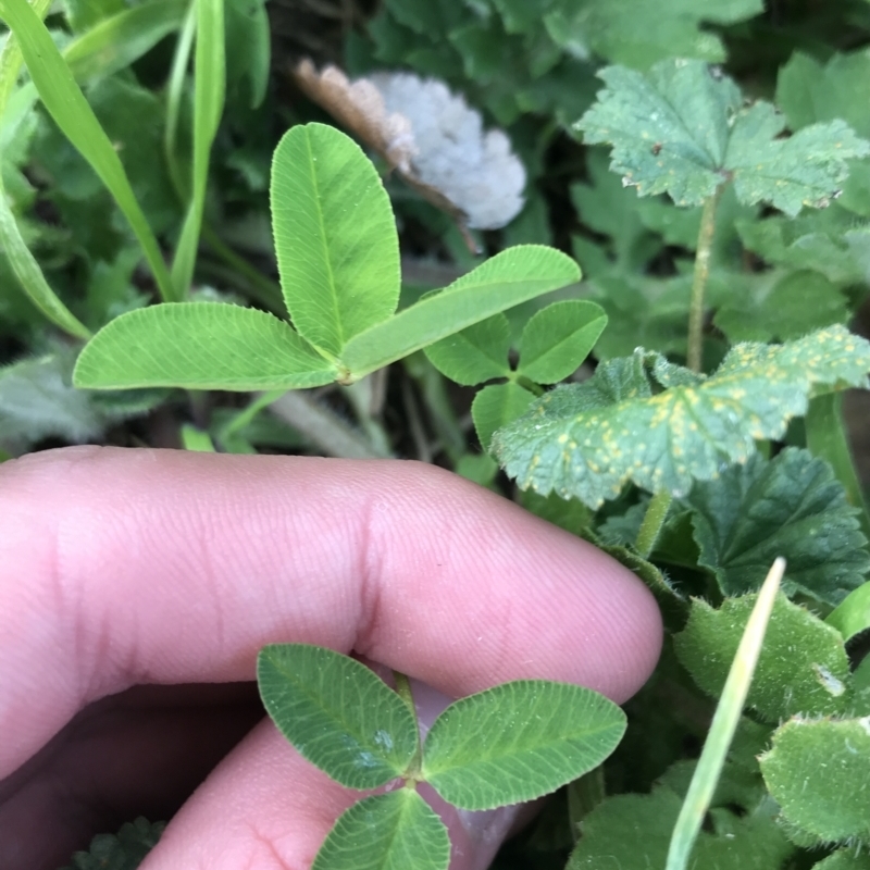 Trifolium pratense