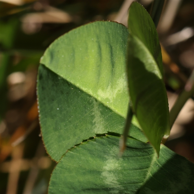 Trifolium repens var. repens