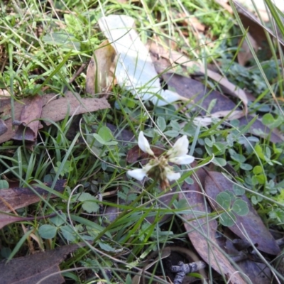 Trifolium sp.