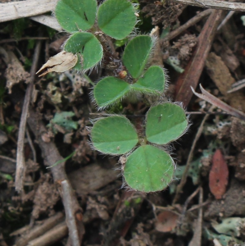 Trifolium sp.