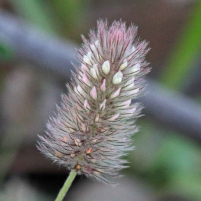 Trifolium striatum