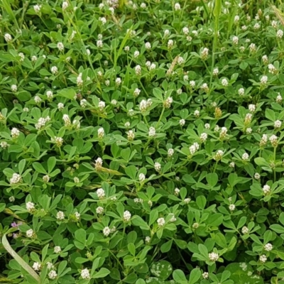 Trifolium striatum