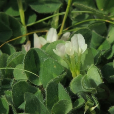 Trifolium subterraneum