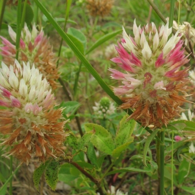 Trifolium vesiculosum