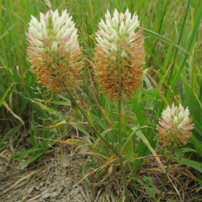 Trifolium vesiculosum