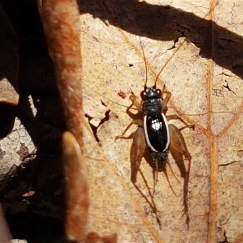 Trigonidium (Balamara) albovittatum