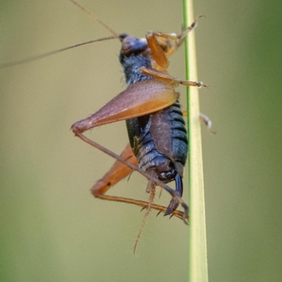 Trigonidium canberrae