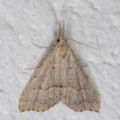 Trigonistis asthenopa