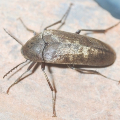 Trigonodera sp. (genus)