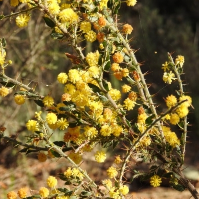 Acacia paradoxa