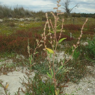 Atriplex australasica