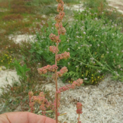 Atriplex australasica