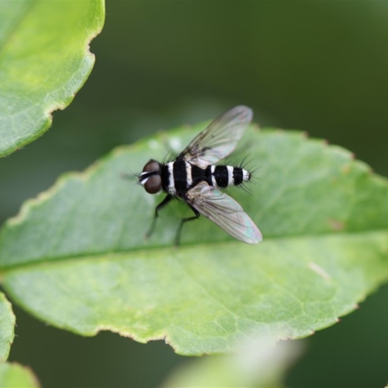 Trigonospila sp. (genus)