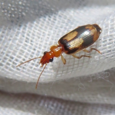 Trigonothops sp. (genus)