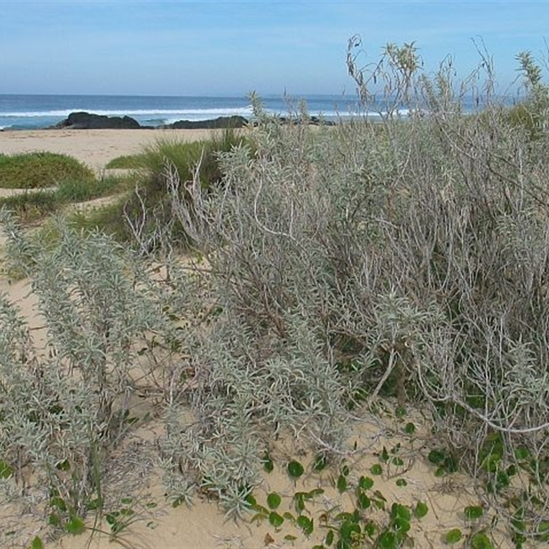 Atriplex cinerea