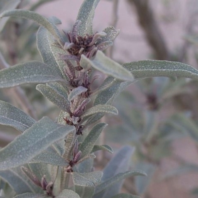 Atriplex cinerea