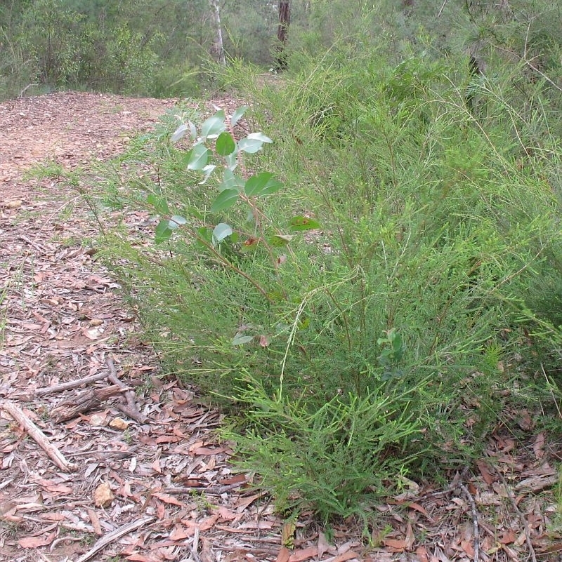 Jackie Miles, west of Nowra