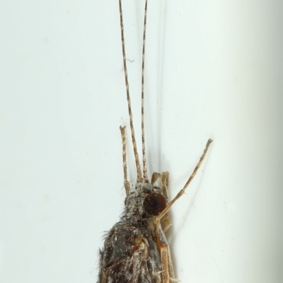 Triplectides sp. (genus)