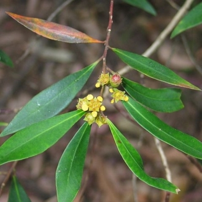 Tristaniopsis collina