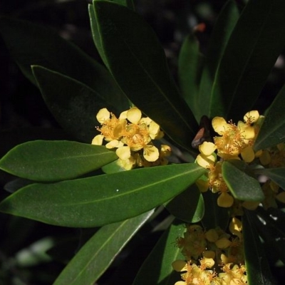 Tristaniopsis laurina