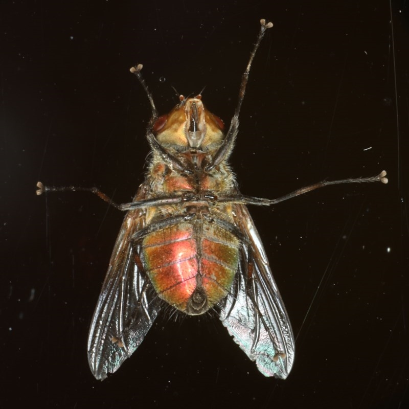 Tritaxys sp. (genus)