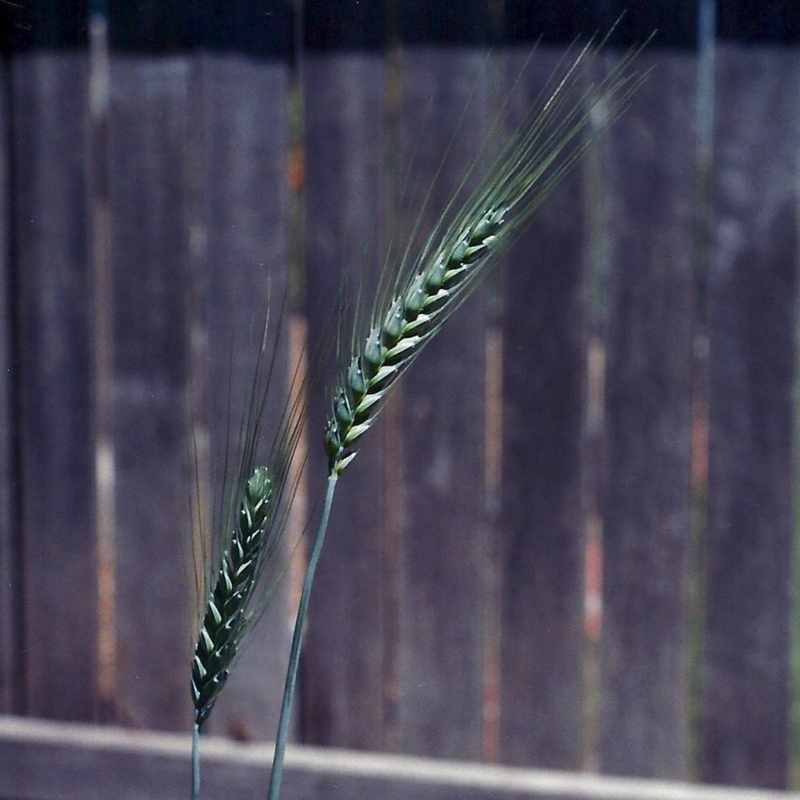 Triticum aestivum