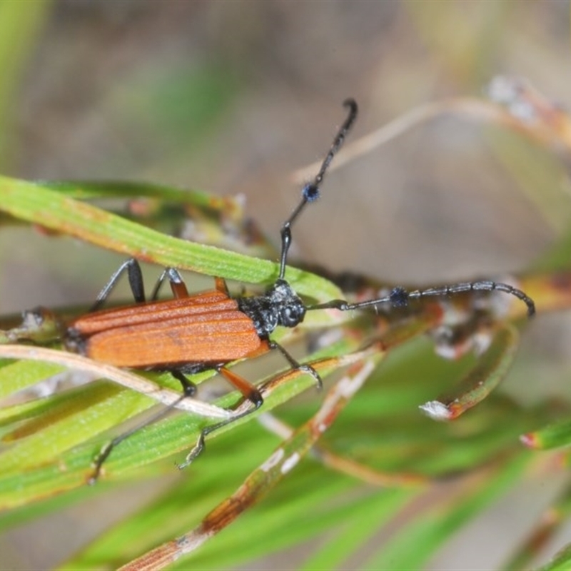 Tritocosmia atricilla