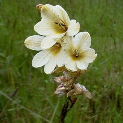 Tritonia gladiolaris