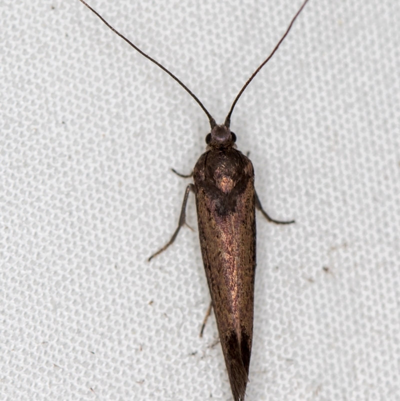 Tritymba Unverified species