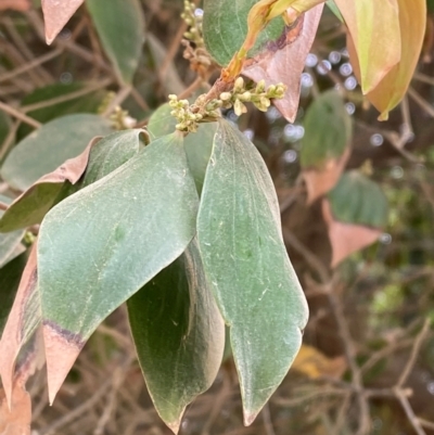 Trochocarpa laurina