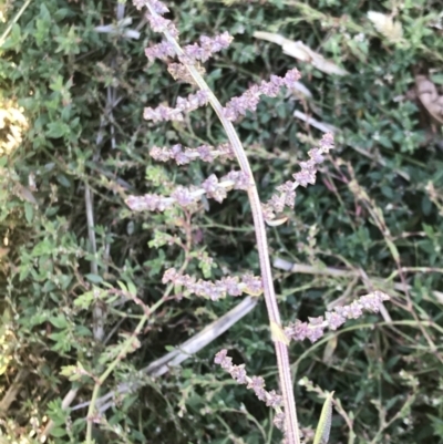 Atriplex prostrata