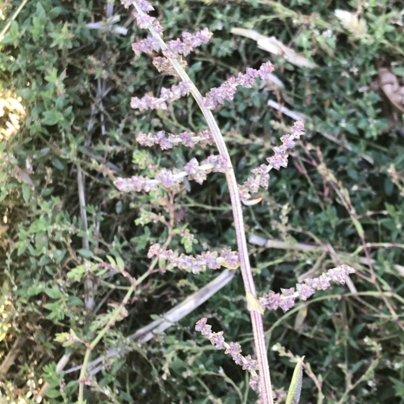 Atriplex prostrata