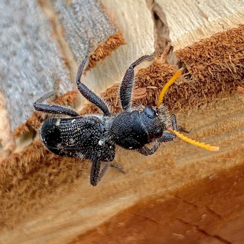 Trogodendron fasciculatum