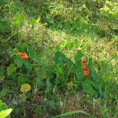 Tropaeolum majus