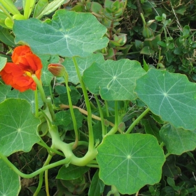 Tropaeolum majus