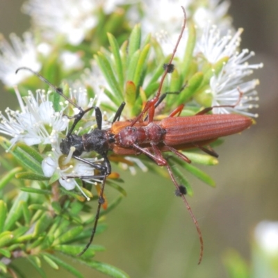 Tropis rubea