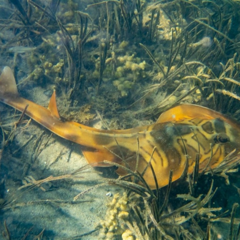 Trygonorrhina fasciata