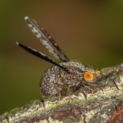 Trypetisoma digitatum