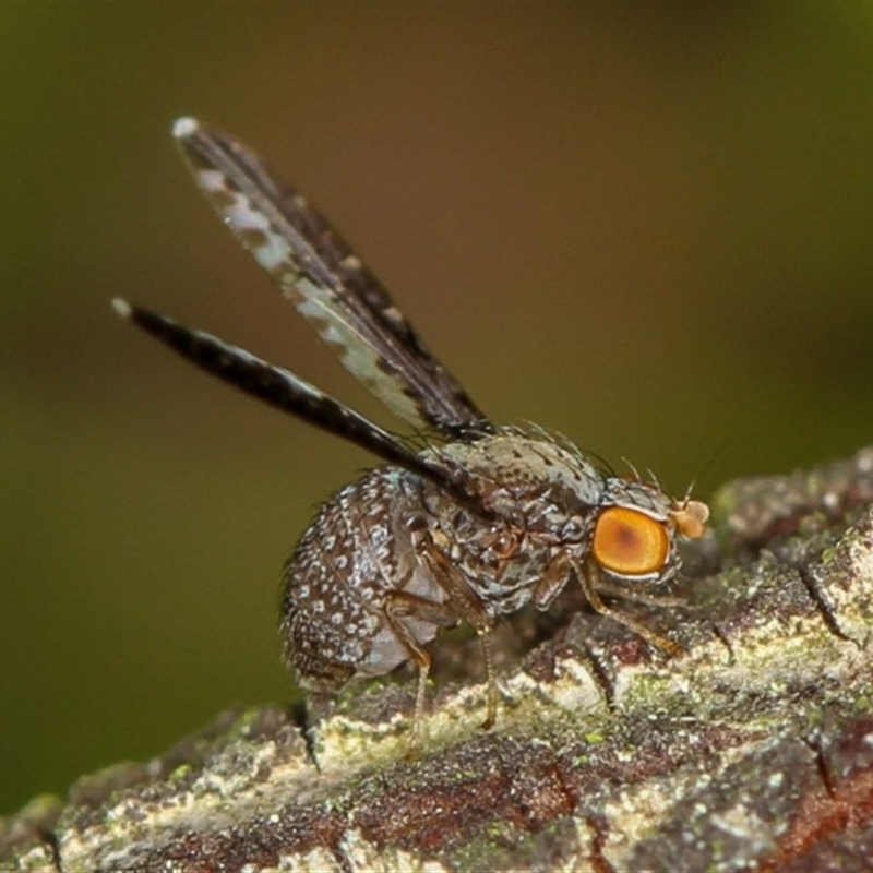 Trypetisoma digitatum