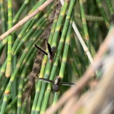 Trypetisoma digitatum