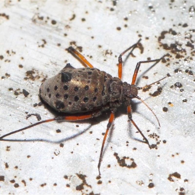 Tuberolachnus salignus