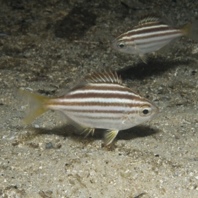 Atypichthys strigatus