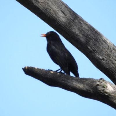 Turdus merula