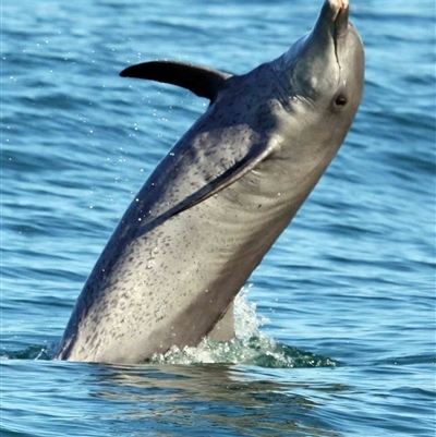 Tursiops aduncus